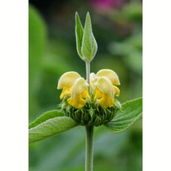 Gul Lejonsvans, 6-pack -Garden Supplies Sales 2024 krukodlad gul lejonsvans 1