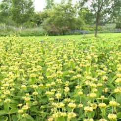 Gul Lejonsvans, 6-pack -Garden Supplies Sales 2024 krukodlad gul lejonsvans 2