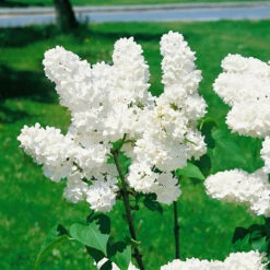 Vit Syren 20-pack 5 Vit Syren 20-pack -Garden Supplies Sales 2024 krukodlad hackvaxter vit syren