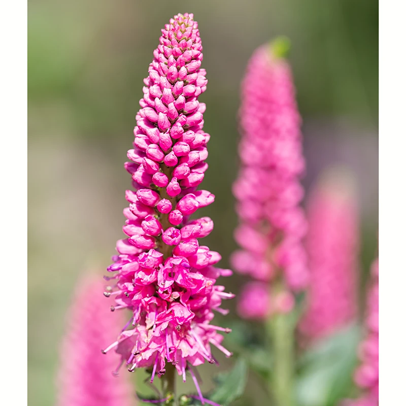 Hälllveronika 'First Love', 3-pack 4 Hälllveronika 'First Love', 3-pack - Image 2