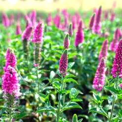 Hälllveronika 'First Love', 3-pack