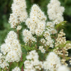 Liten Rönnspirea 'Maia' E-planta, 10-pack -Garden Supplies Sales 2024 krukodlad liten ronnspirea maia e planta 1