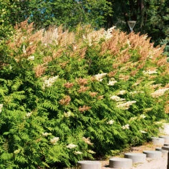 Liten Rönnspirea 'Maia' E-planta, 10-pack -Garden Supplies Sales 2024 krukodlad liten ronnspirea maia e planta 2