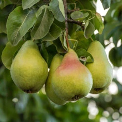 Päron 'Carola'PBR E - M Uppbindn