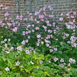 Höstanemon 'Robustissima', 3-pack -Garden Supplies Sales 2024 krukodlad perenn hostanemon robustissima 1