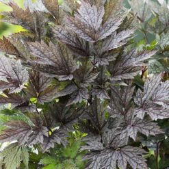 Höstsilverax 'Brunette', 3-pack -Garden Supplies Sales 2024 krukodlad perenn hostsilverax brunette 1