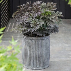 Höstsilverax 'Brunette', 3-pack -Garden Supplies Sales 2024 krukodlad perenn hostsilverax brunette 2