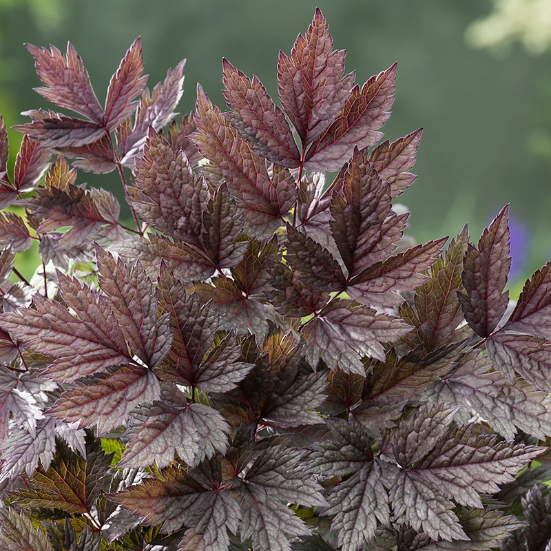 Höstsilverax 'Pink Spike', 3-pack 4 Höstsilverax 'Pink Spike', 3-pack - Image 2