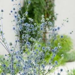 Rysk Martorn, 6-pack -Garden Supplies Sales 2024 krukodlad perenn rysk martorn 2