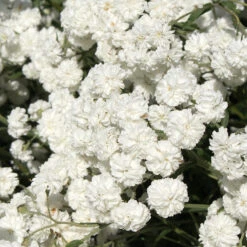 Vitpytta 'The Pearl', 6-pack