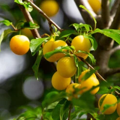 Plommon 'Elin' - M Uppbindn