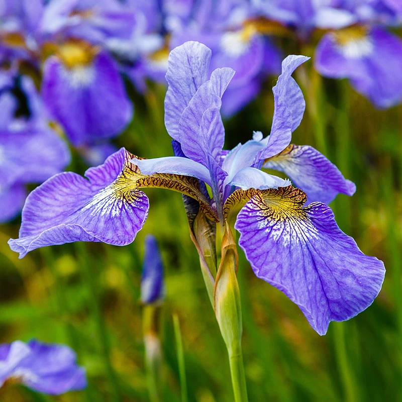 Rabattiris 'Blue King', 6-pack 4 Rabattiris 'Blue King', 6-pack - Image 2