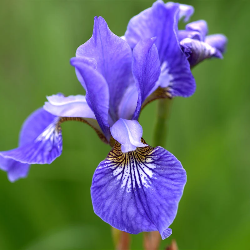 Rabattiris 'Blue King', 6-pack 5 Rabattiris 'Blue King', 6-pack - Image 3