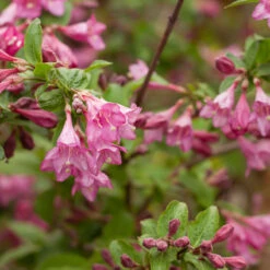 Rosenprakttry 'Korea' E-planta, 10-pack -Garden Supplies Sales 2024 krukodlad rosenprakttry korea e planta 1