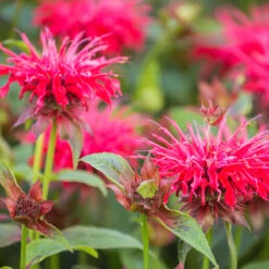 Temynta 'Bee-Happy', 15-pack -Garden Supplies Sales 2024 krukodlad temynta bee happy 1