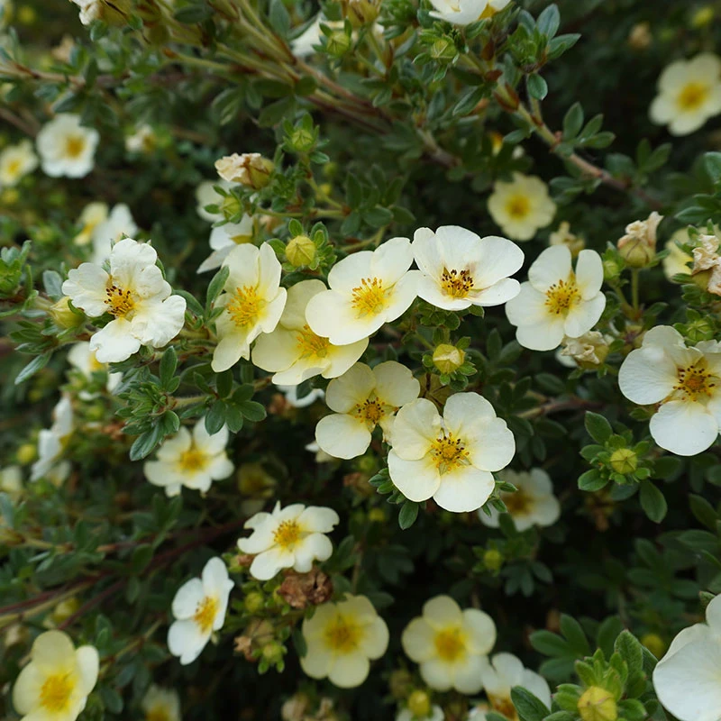 Trädgårdstok 'Sandved', 10-pack 4 Trädgårdstok 'Sandved', 10-pack - Image 2