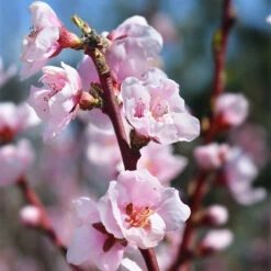 Nektarin 'Madame Blanchet' 7 Nektarin 'Madame Blanchet' -Garden Supplies Sales 2024 krukodlat frukttrad nektarin madame blanchet 2