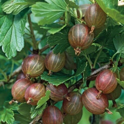 Krusbär 'Hinnonmäki Röd' På Stam