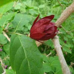 Hårig Kryddbuske, 1-pack 5 Hårig Kryddbuske, 1-pack -Garden Supplies Sales 2024 kryddbuske knopp