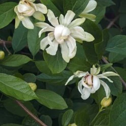 Kryddbuske 'Venus', 1-pack 7 Kryddbuske 'Venus', 1-pack -Garden Supplies Sales 2024 kryddbuske venus 3 1