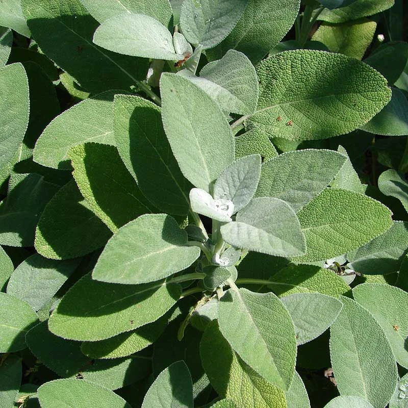 Kryddsalvia 'Berggarten', 6-pack 4 Kryddsalvia 'Berggarten', 6-pack - Image 2