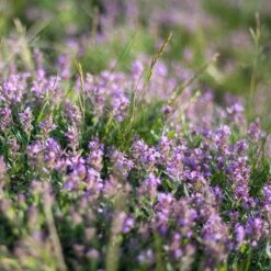 Kryddtimjan, 6-pack -Garden Supplies Sales 2024 kryddtimjan 2