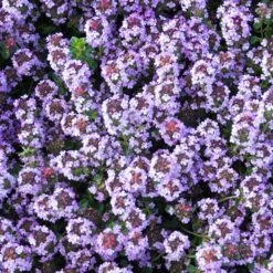 Kryddtimjan, 6-pack -Garden Supplies Sales 2024 kryddtimjan 3