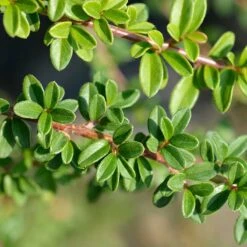 Krypoxbär 'Coral Beauty', 20-40 Cm 100-pack -Garden Supplies Sales 2024 krypoxbar coral beauty 2 1