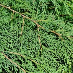 Kryptuja, 1-pack -Garden Supplies Sales 2024 kryptuja 3 2