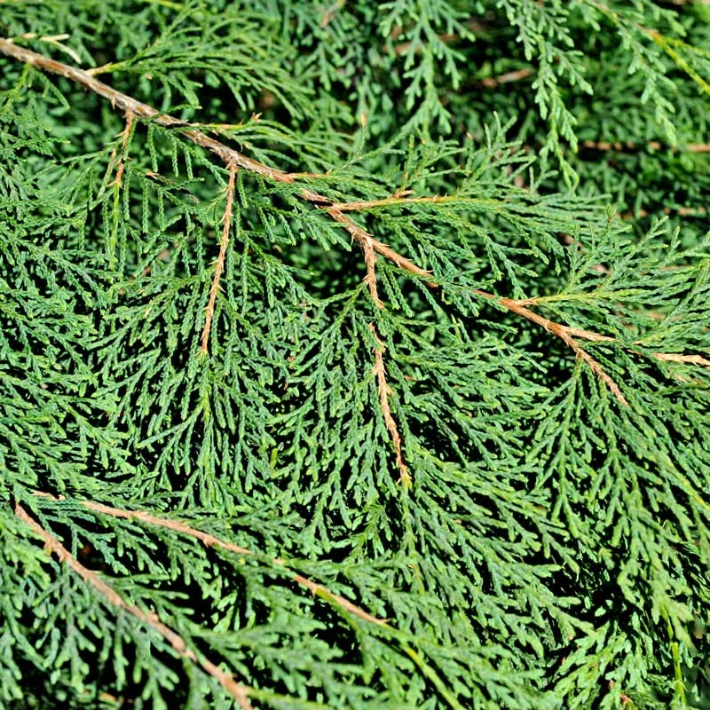 Kryptuja, 5-pack 5 Kryptuja, 5-pack - Image 3