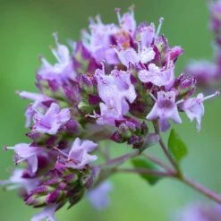 Kungsmynta, 6-pack -Garden Supplies Sales 2024 kungsmynta 2