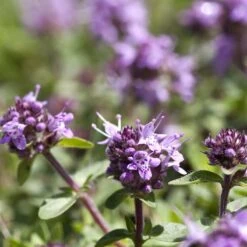 Kungsmynta, 6-pack -Garden Supplies Sales 2024 kungsmynta 3