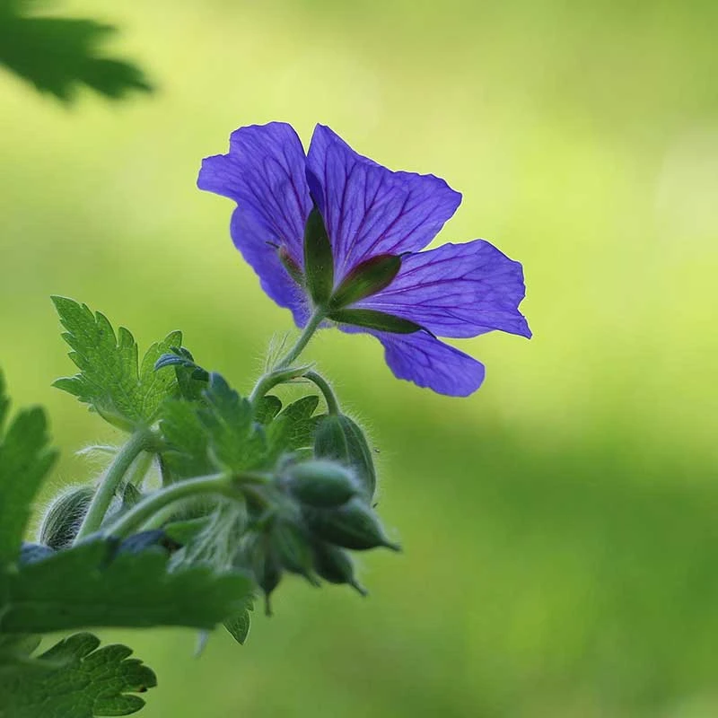 Kungsnäva, 6-pack 4 Kungsnäva, 6-pack - Image 2