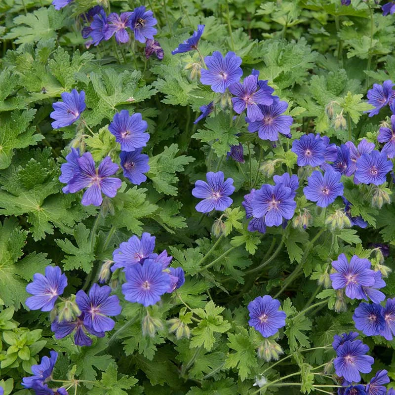 Kungsnäva, 6-pack 3 Kungsnäva, 6-pack