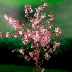 KurilerkörsbÀr, Prunus Nipponica Var. Kurilensis 'Ruby'
