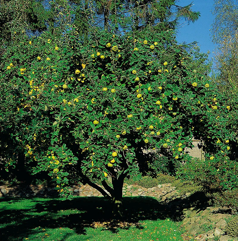 Kvitten 'Vranja' 3 Kvitten 'Vranja'