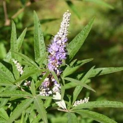 Kyskhetsträd/munkpeppar, 5-pack -Garden Supplies Sales 2024 kyskhetstrad munkpeppar 2