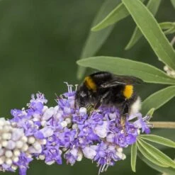 Kyskhetsträd/munkpeppar, 5-pack -Garden Supplies Sales 2024 kyskhetstrad munkpeppar 3