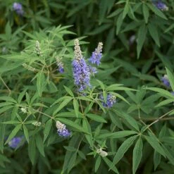 Kyskhetsträd/munkpeppar, 1-pack -Garden Supplies Sales 2024 kyskhetstrad munkpeppar 4 1