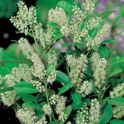 Lagerhägg -Garden Supplies Sales 2024 lagerhagg 3