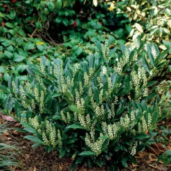 Lagerhägg 'Otto Luyken'