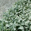 Lammöra 'Silver Carpet', 6-pack -Garden Supplies Sales 2024 lammora silver carpet