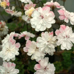 Zonarticpelargon 'Lara Marjory'