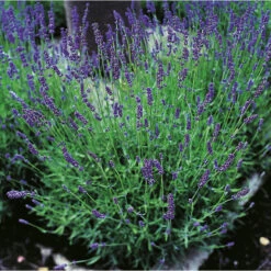Lavendel 'Hidcote' -Garden Supplies Sales 2024 lavandula augustifolia hidcote lavendel