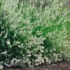 Lavendel 'Edelweiss', 6-pack -Garden Supplies Sales 2024 lavendel edelweiss