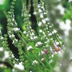 Lavendel 'Edelweiss', 6-pack -Garden Supplies Sales 2024 lavendel edelweiss 2