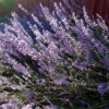 Lavendel 'Munstead', 6-pack -Garden Supplies Sales 2024 lavendel munstead