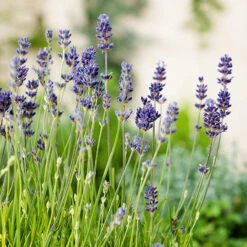 Lavendel 'Munstead' -Garden Supplies Sales 2024 lavendula augustifolia munstead lavendel