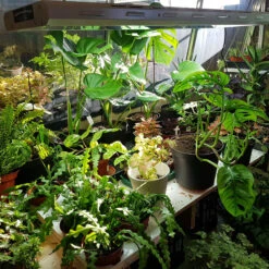 LightWave T5 2x24 W -Garden Supplies Sales 2024 lightwave vaxtlampa for inomhusodling