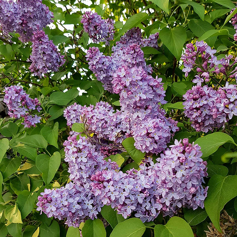 Syren Lila 30-50 Cm, 100-pack 3 Syren Lila 30-50 Cm, 100-pack